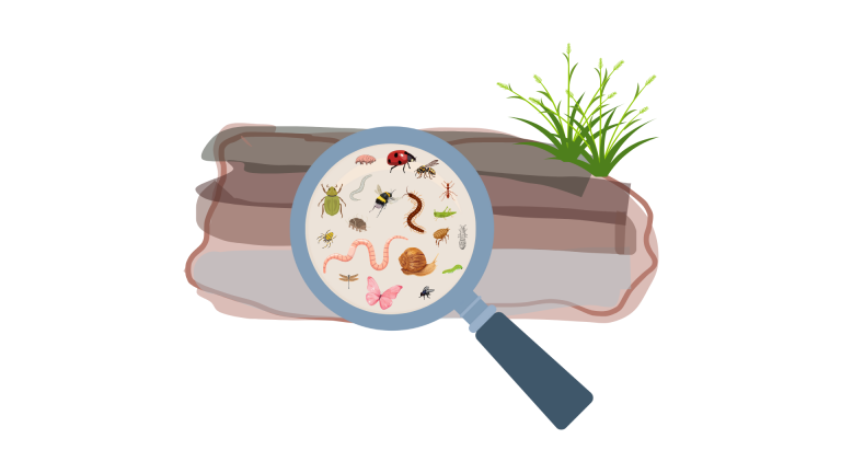 Read more about the article Going on soil safari