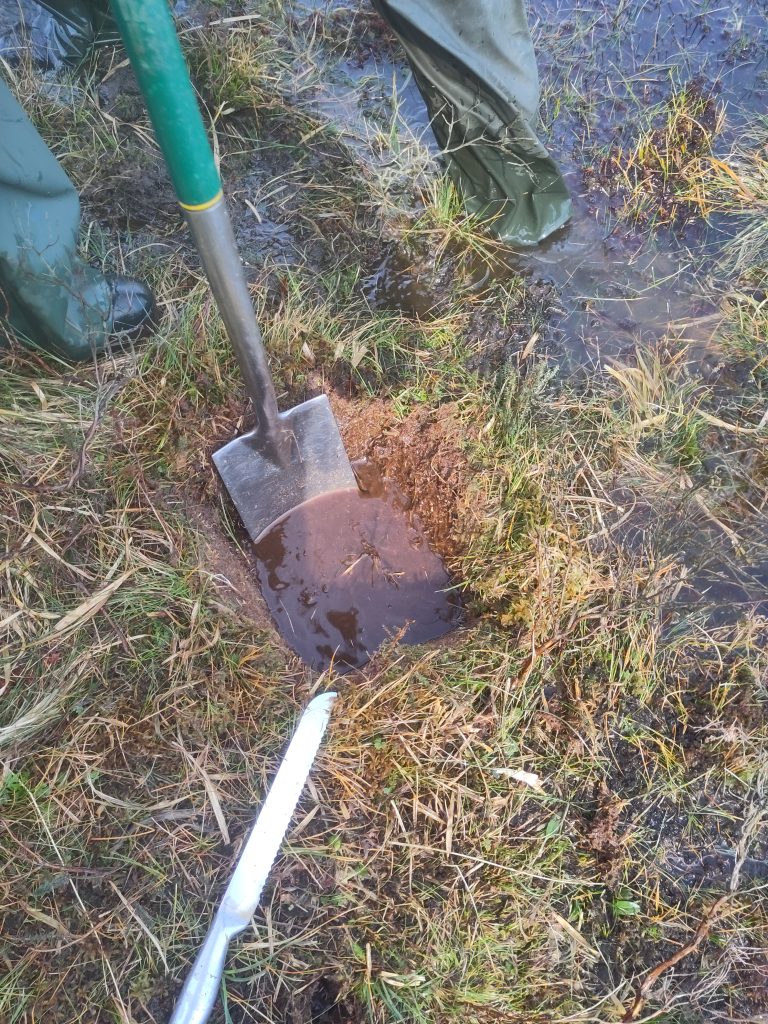 Read more about the article Über den Geruch von Sumpfboden, Wildpferde & rare Fauna