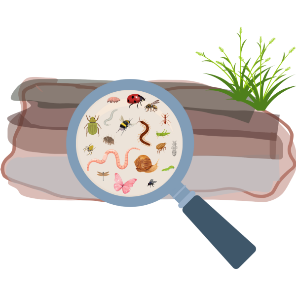 Read more about the article Nach Bodenleben buddeln