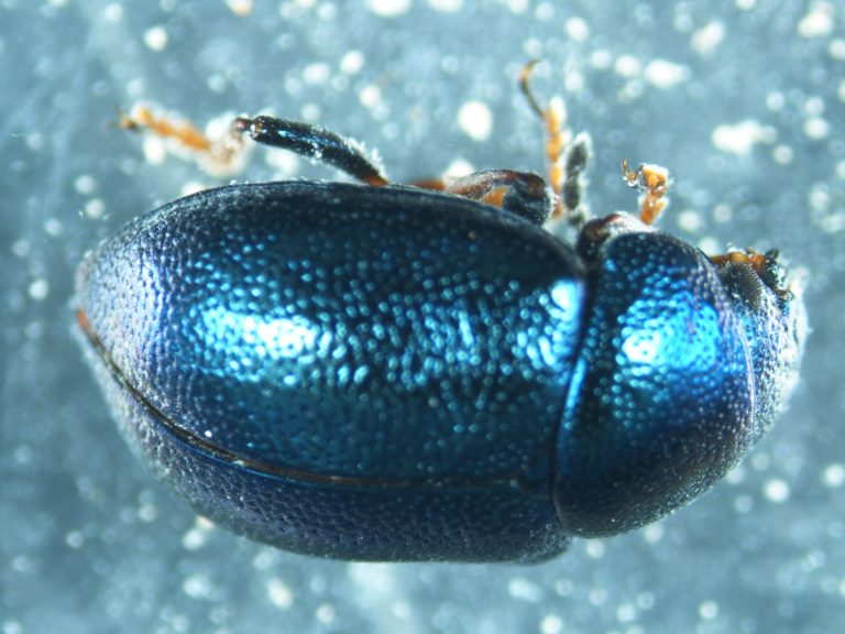 Read more about the article Käfer (Coleoptera)