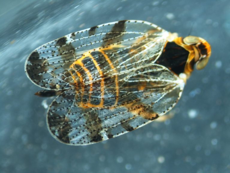 Read more about the article True bugs (Hemiptera)