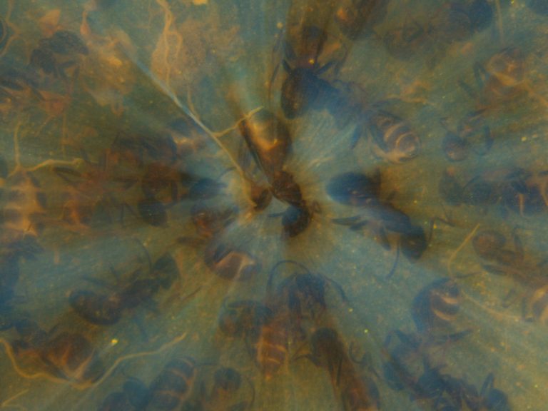 Read more about the article Moralische Grundsatzfragen zum wissenschaftlichen Töten