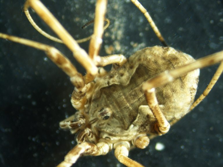 Read more about the article Harvestmen (Opiliones)