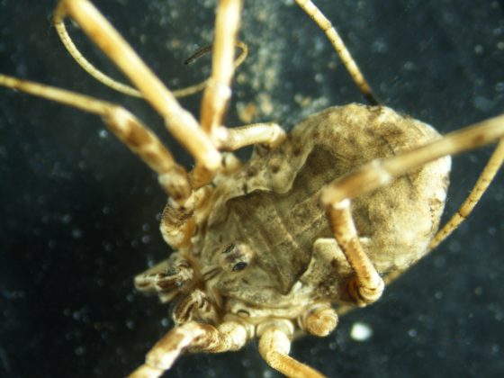 Read more about the article Harvestmen (Opiliones)