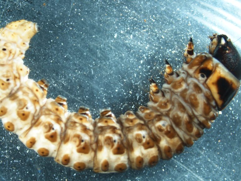 Read more about the article Falter (Lepidoptera)