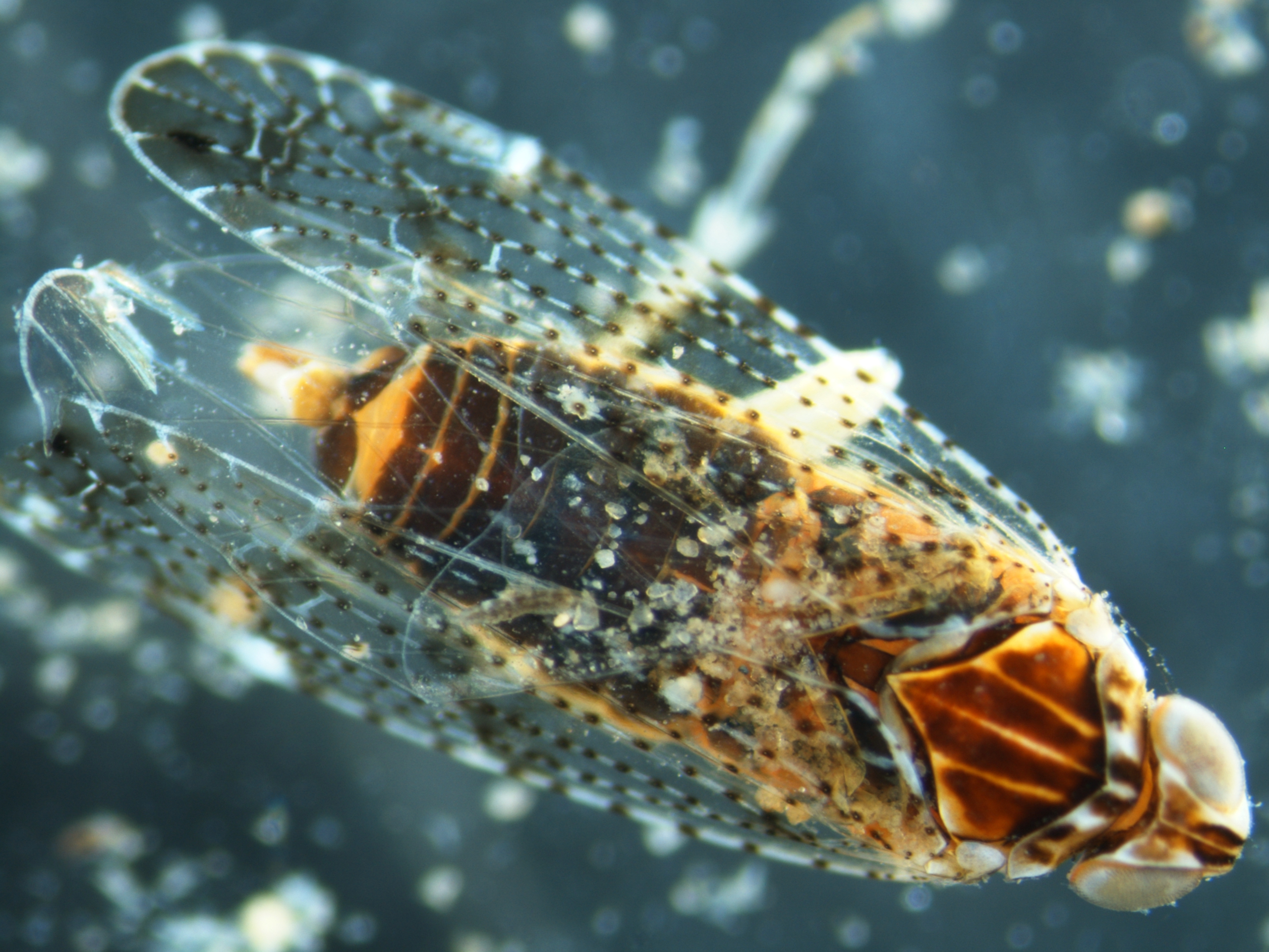 Read more about the article Schnabelkerfe (Hemiptera)