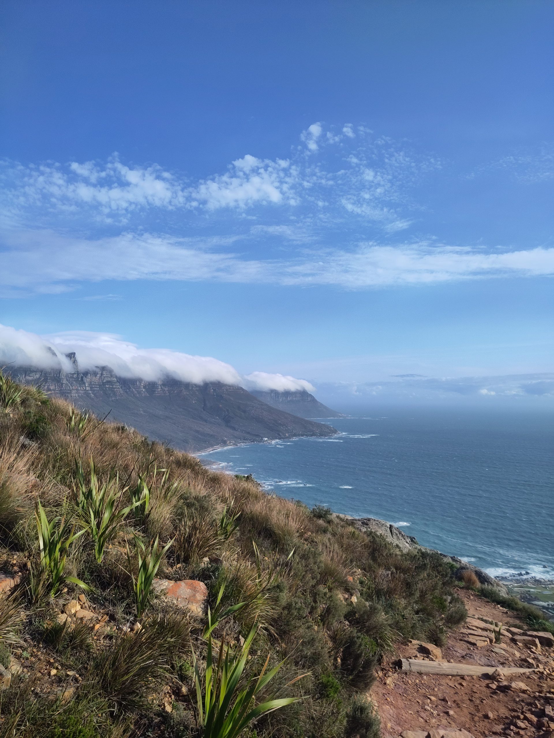 Read more about the article Vom Kap-Kelp & anderen südafrikanischen Lebensformen