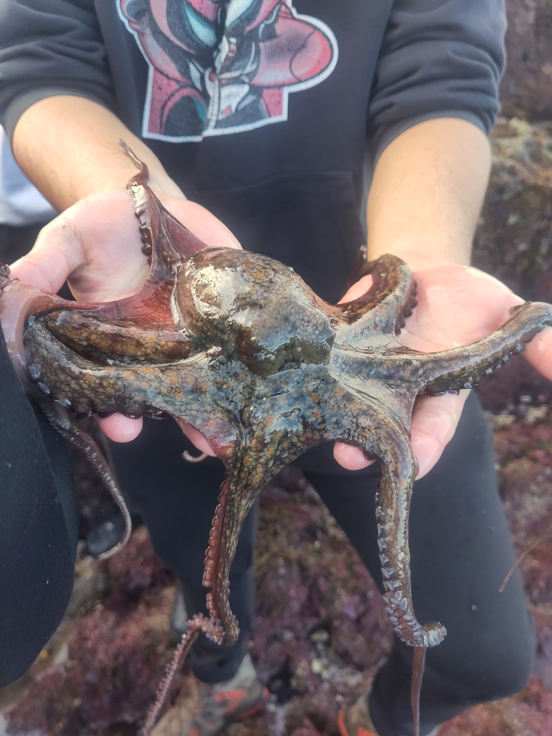 Read more about the article From mussle hearts to meeting an octopus