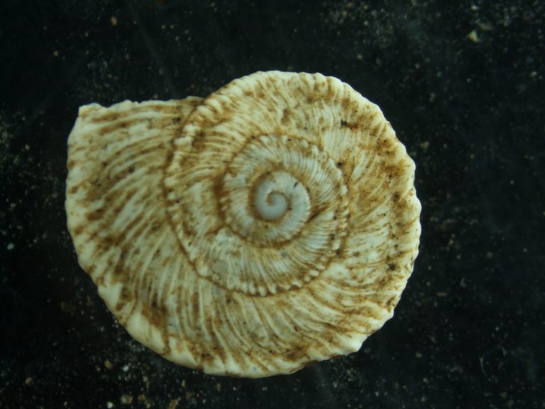 Read more about the article Molluscs (Gastropoda)