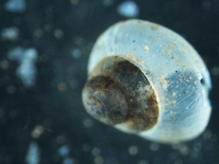 Read more about the article Weichtiere (Gastropoda)