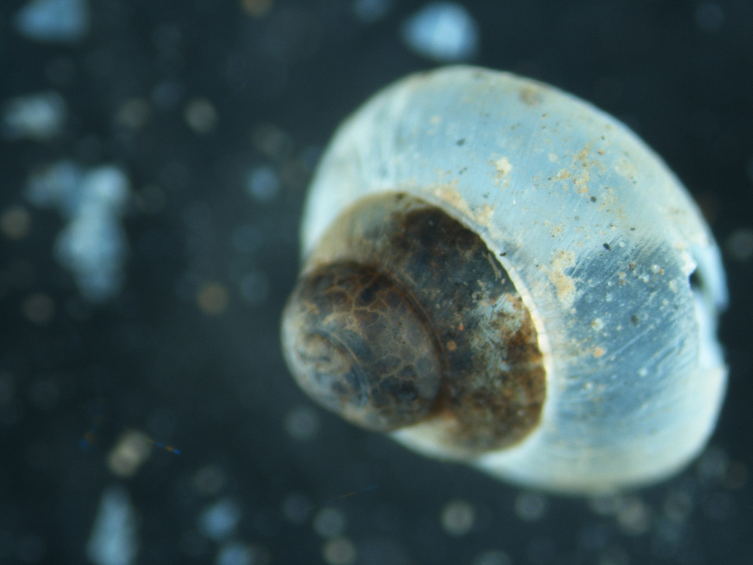 Read more about the article Weichtiere (Gastropoda)