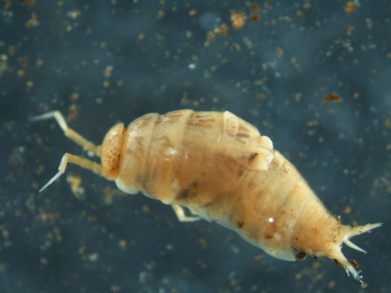 Read more about the article Silberfisch (Zygentoma)