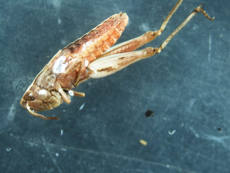 Read more about the article Grasshopper and crickets (Orthoptera)