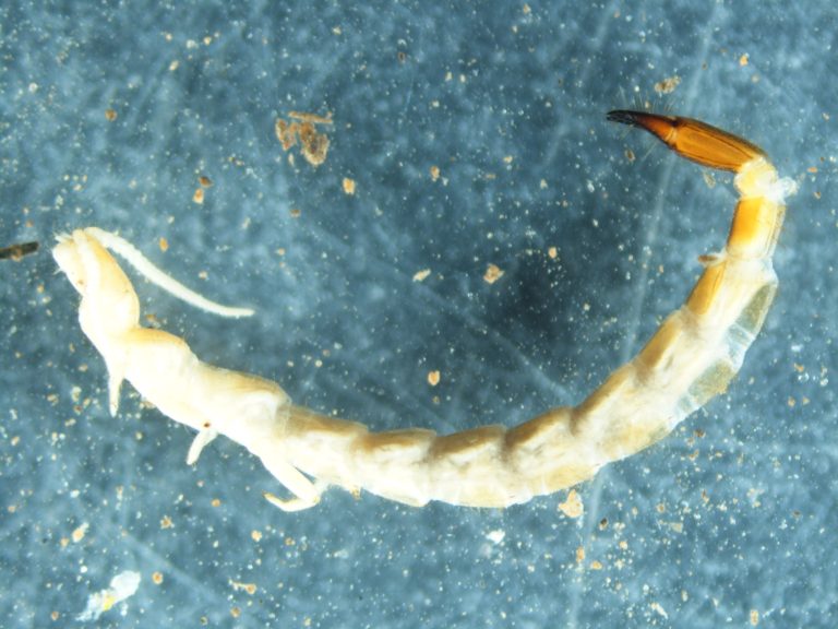 Read more about the article Two-pronged bristletails (Diplura)