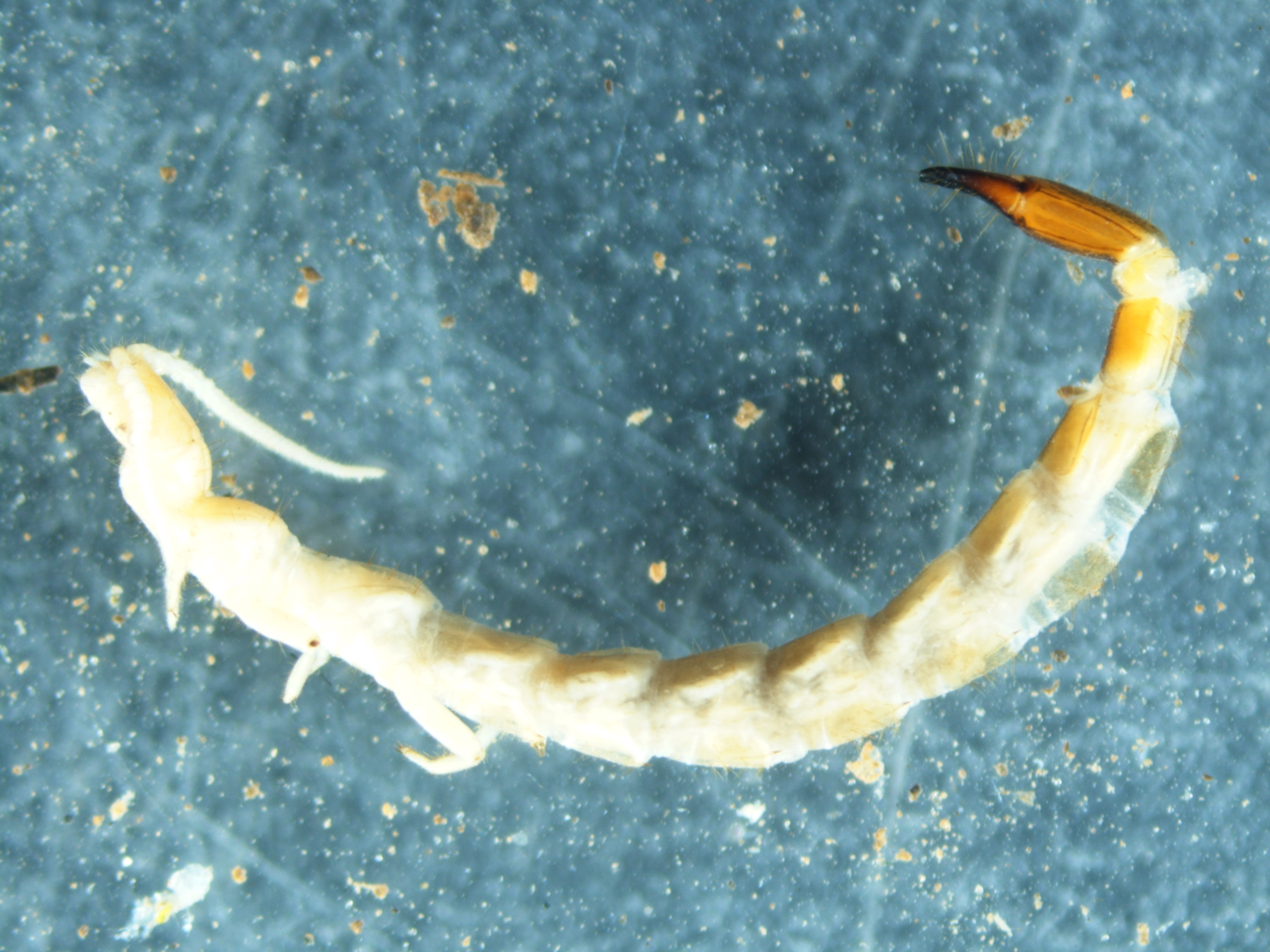 Read more about the article Two-pronged bristletails (Diplura)