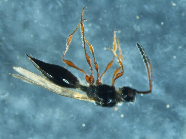 Read more about the article Parasitic wesps (Hymenoptera)