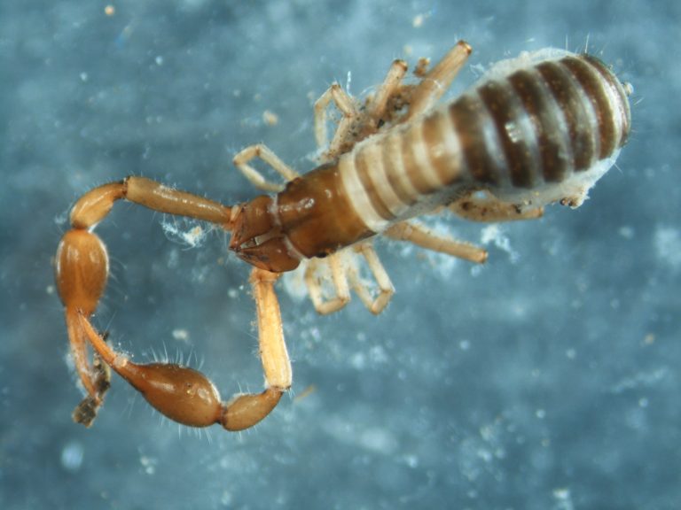 Read more about the article Pseudoscorpions (Pseudoscorpiones)