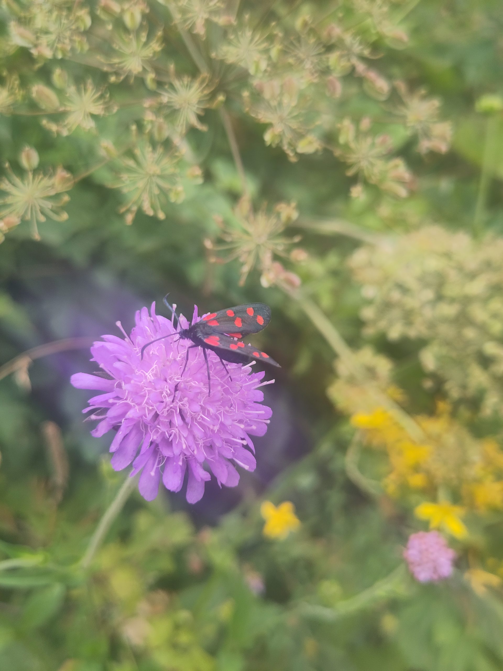 Read more about the article Ode to summer and its explosion of life